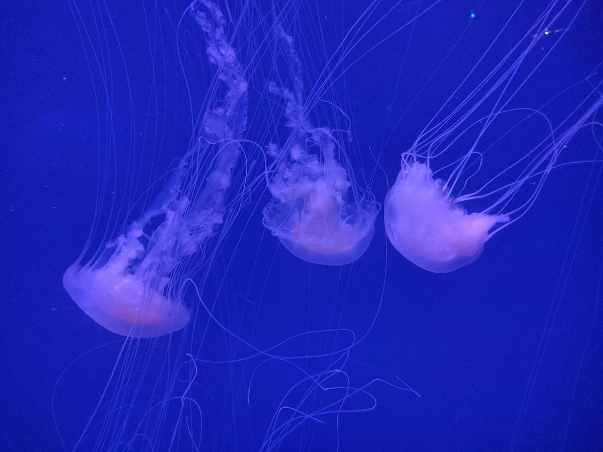 sea life three white jellyfishes swimming animal